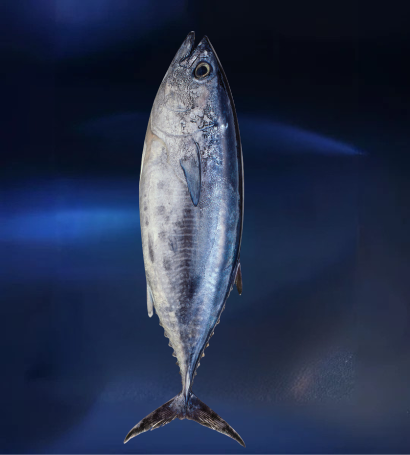 Tuna Fish – Fresh, Meaty & Full of Flavor (Half Kg)